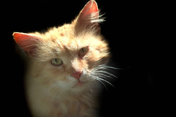 Retrato Gato Selvagem Vermelho Sentado Chão — Fotografia de Stock