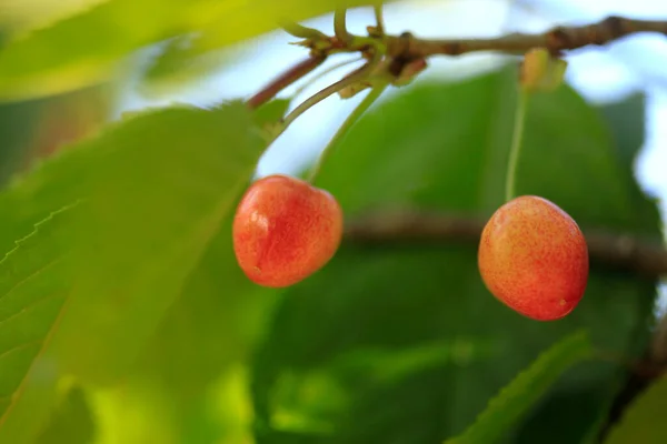 Cereja Doce Jardim Verão — Fotografia de Stock