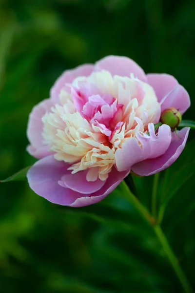 夏の庭でピンクの牡丹 — ストック写真