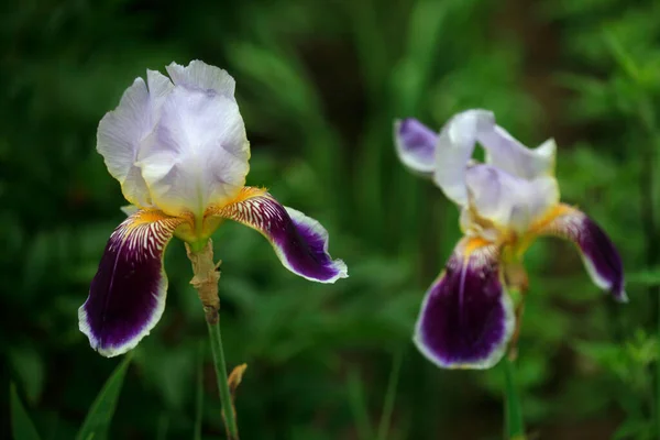 Iris Colorido Sobre Fondo Verde —  Fotos de Stock
