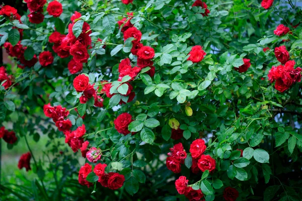 夏日花园的红玫瑰 — 图库照片