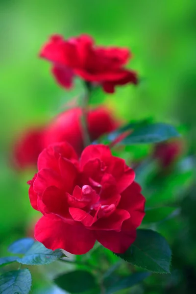 Rode Rozen Zomertuin — Stockfoto