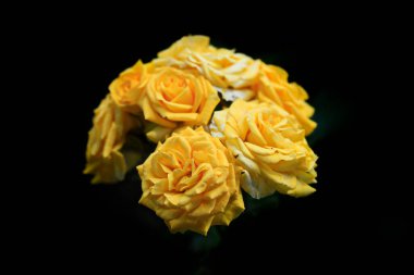 Yaz bahçesinde renkli güller