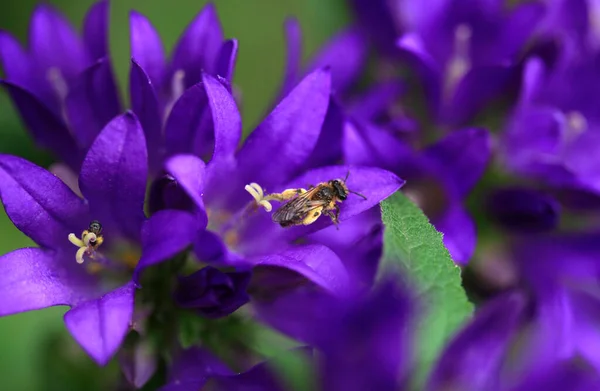 蜂は緑の植物に座って — ストック写真