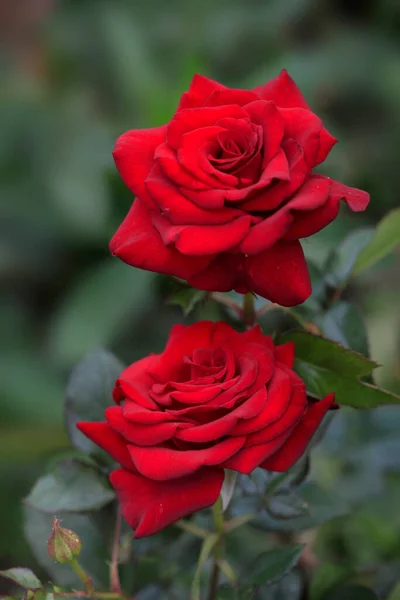 Rose Colorate Nel Giardino Estivo — Foto Stock