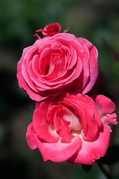 Värikäs Ruusu Luonnon Taustalla — kuvapankkivalokuva