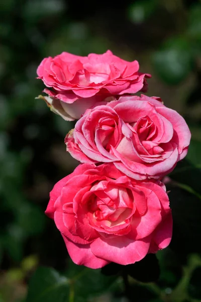 Barevná Růže Přírodním Pozadí — Stock fotografie