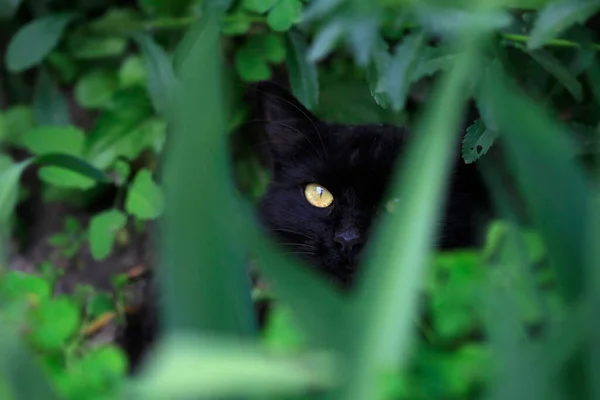 Gato Preto Sentado Grama Verde — Fotografia de Stock