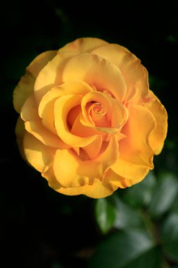 Yaz bahçesinde renkli güller