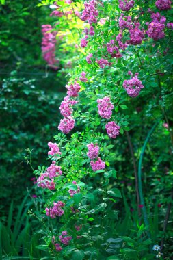 Yaz bahçesinde renkli güller