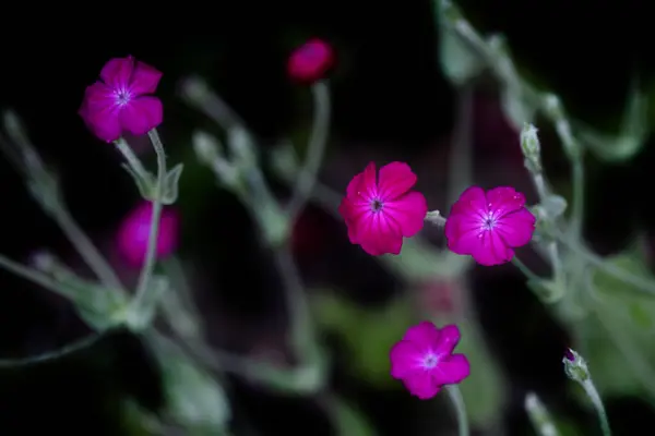 Lila Blumen Auf Natur Hintergrund — Stockfoto