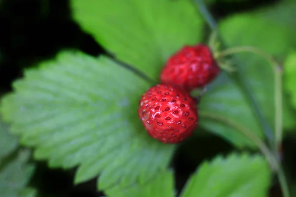 Baies Rouges Sur Branche — Photo