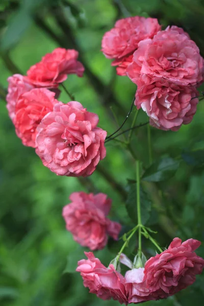 Barevné Růže Letní Zahradě — Stock fotografie