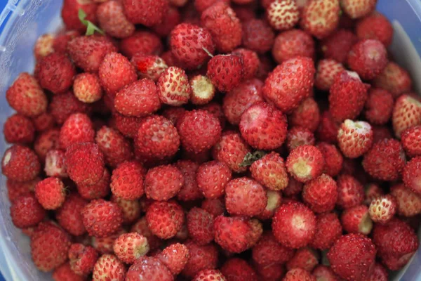 Bayas Rojas Dulces Temporada Verano — Foto de Stock