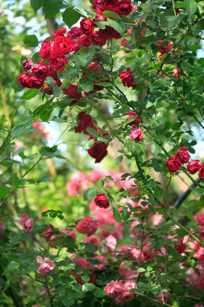 Bunte Rosen Sommergarten — Stockfoto