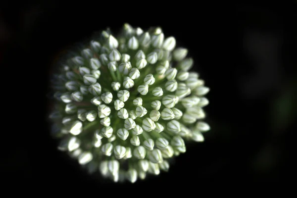 Kwiat Czosnku Czarnym Tle — Zdjęcie stockowe