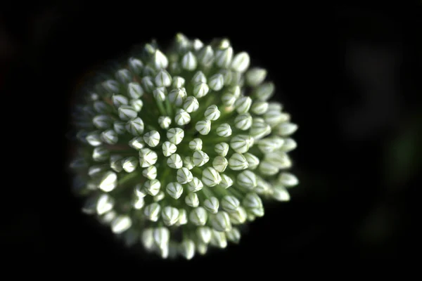 Flor Ajo Sobre Fondo Negro —  Fotos de Stock