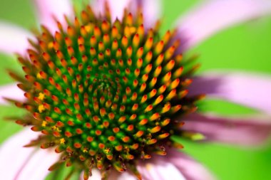 Yaz bahçesinde renkli çiçekler