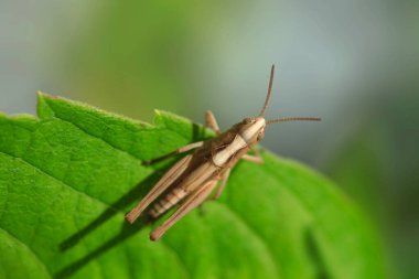 Yeşil yaprağın üzerinde oturan sevimli çekirge.
