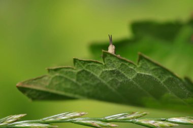 Yeşil yaprağın üzerinde oturan sevimli çekirge.