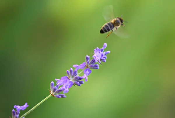 Bee Garden Flower — Stock fotografie