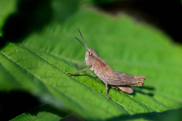 Cute Grasshopper Sitting Green Leaf — Stock Photo, Image