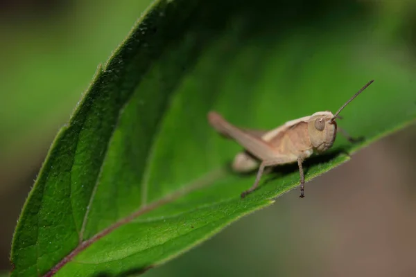Cute Grasshopper Sitting Green Leaf — Zdjęcie stockowe