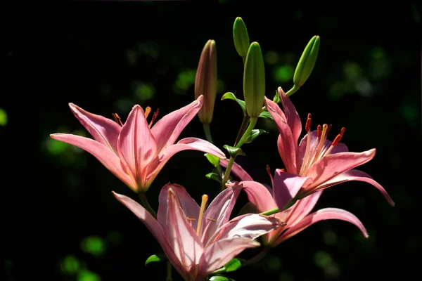 Flores Coloridas Jardín Verano —  Fotos de Stock
