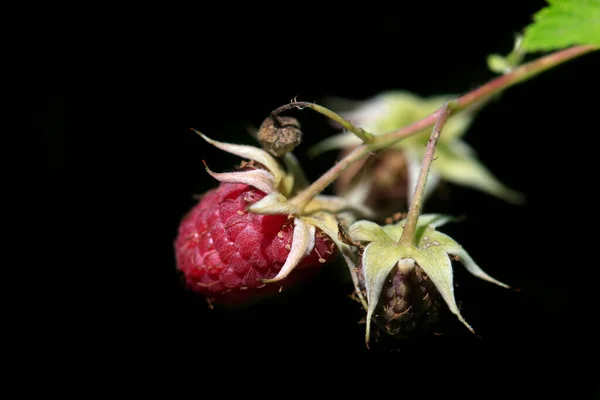 Bacche Rosse Nel Giardino Estivo — Foto Stock