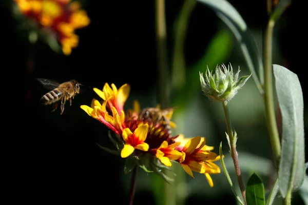 Bee Flying Flower Garden — Stock fotografie