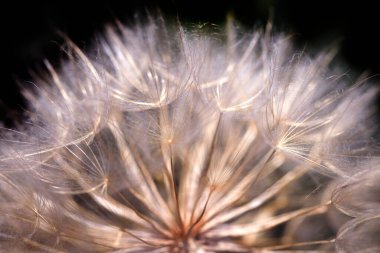 Renkli yaz çiçek bahçesinde