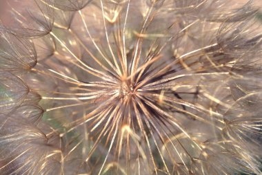 Renkli yaz çiçek bahçesinde