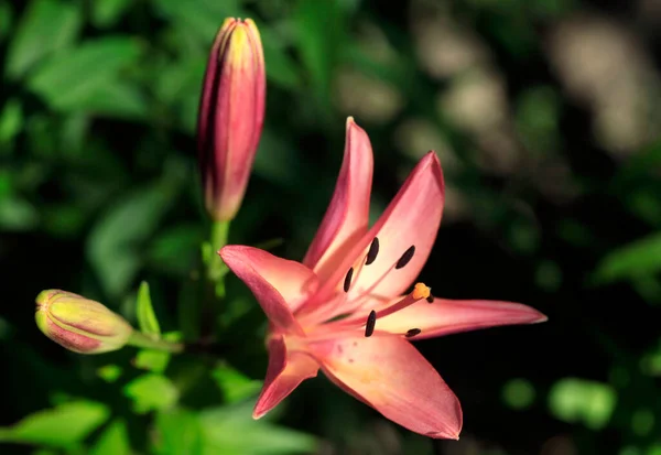 Bunte Sommerblumen Garten — Stockfoto