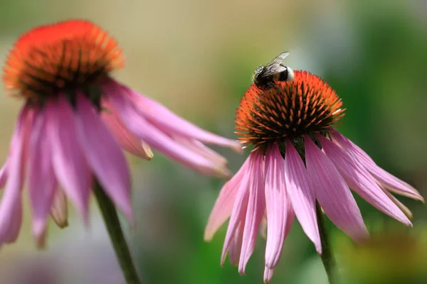 Bunte Sommerpflanzen Und Blumen Garten — Stockfoto