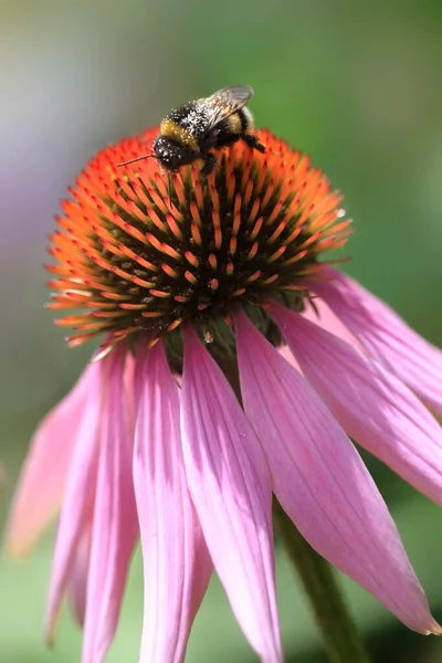 Bunte Sommerpflanzen Und Blumen Garten — Stockfoto