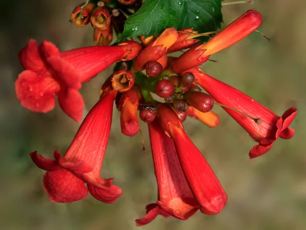 Coloridas Plantas Verano Flores Jardín — Foto de Stock