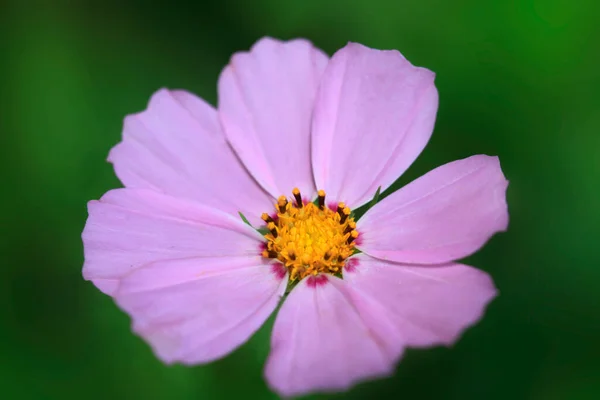 Colorful Summer Plants Flowers Garden — Fotografia de Stock