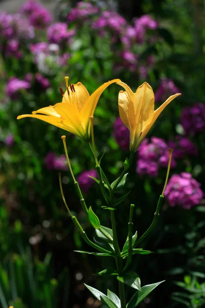 Plantes Fleurs Été Colorées Dans Jardin — Photo