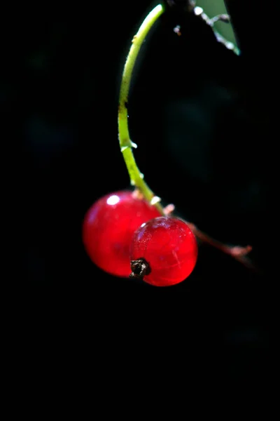 Red Berries Balck Background — Photo