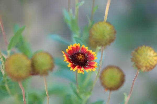 五彩缤纷的夏日花朵映衬着大自然 — 图库照片
