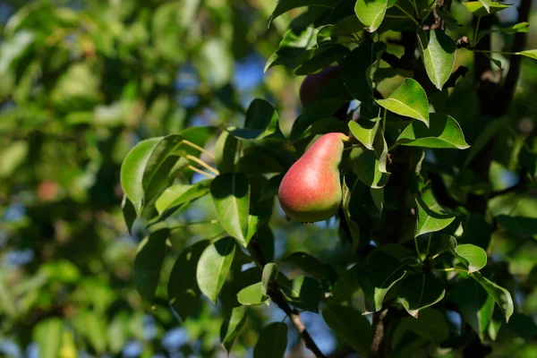 Red Sweet Pear Tree — стоковое фото
