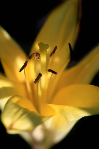 Bunte Sommerblumen Auf Naturhintergrund — Stockfoto