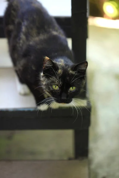 Black Cat Green Eyes — Stock Photo, Image