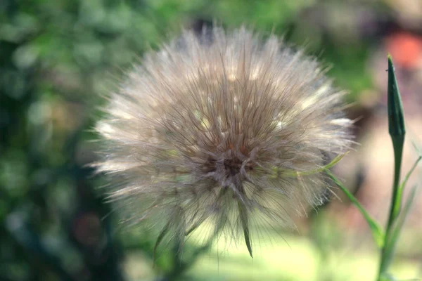 Big Fluffy Dandelion Nature Background — Foto de Stock