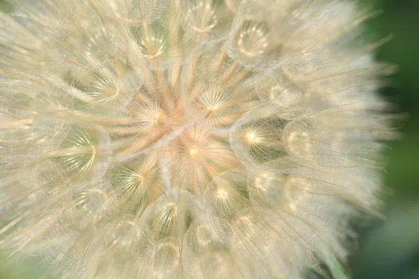 Big Fluffy Dandelion Nature Background — Foto Stock