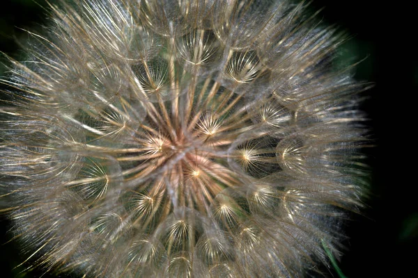 Big Fluffy Dandelion Nature Background — Foto de Stock
