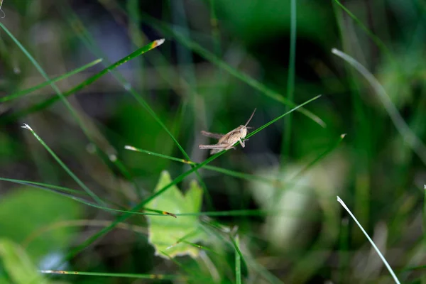Cute Grasshopper Sitting Plant — 图库照片