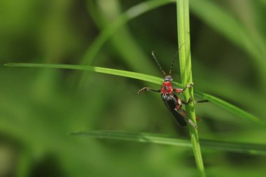 Portrait of cute red bug sitting on grass