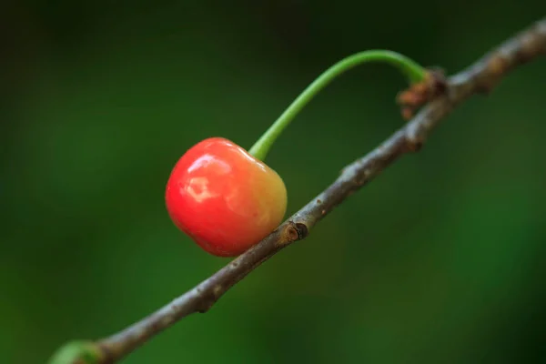 Red Sweet Cherry Branch — Stockfoto