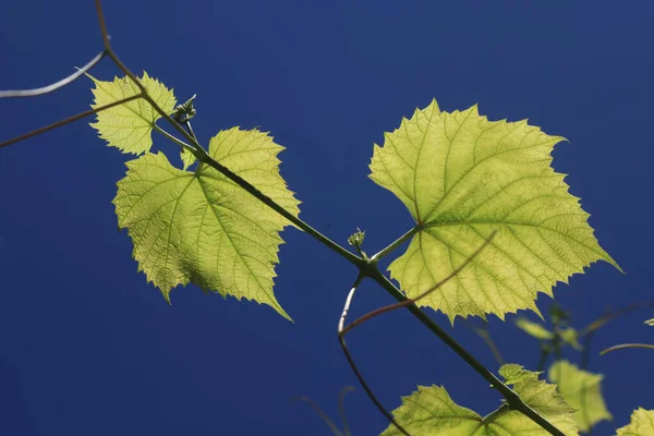 Folhas Verdes Fundo Céu Azul — Fotografia de Stock